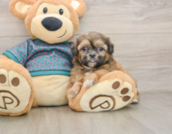 5 week old Shih Tzu Puppy For Sale - Premier Pups