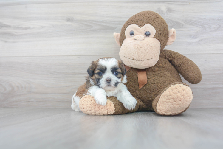 Hypoallergenic Shih Tzu Baby