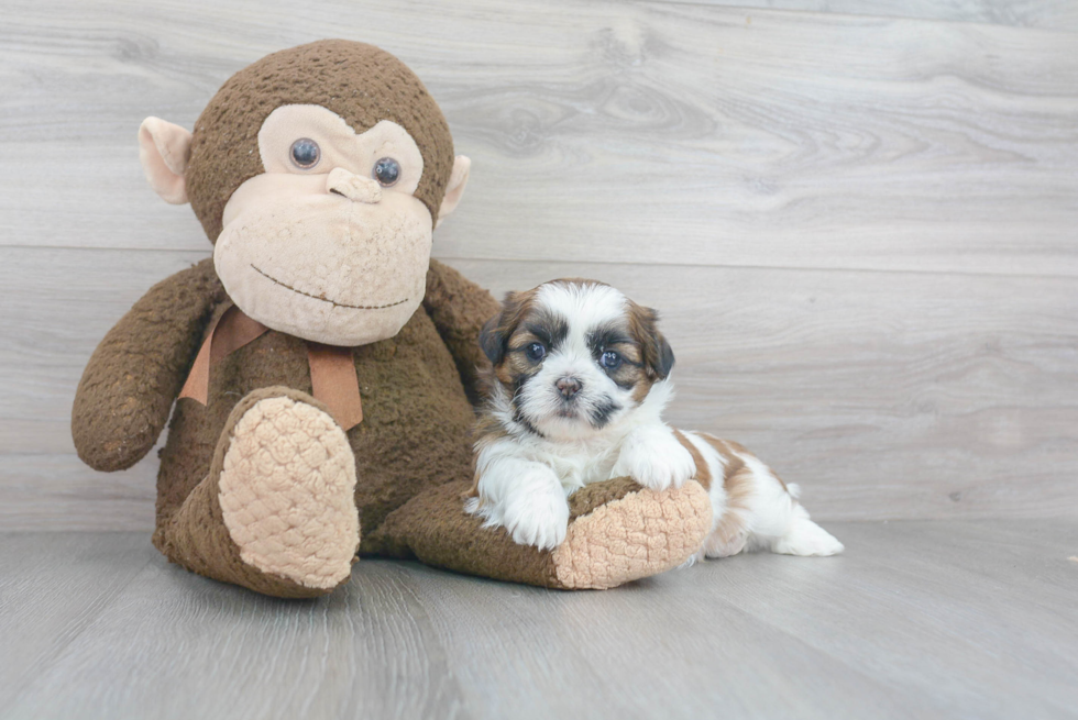 Akc Registered Shih Tzu Baby