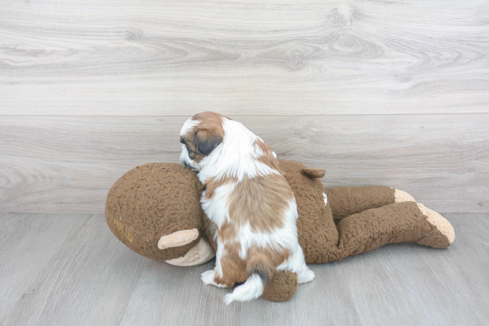 Shih Tzu Pup Being Cute