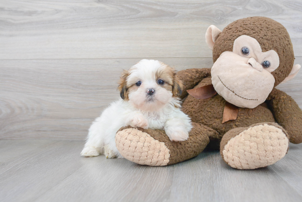 Best Shih Tzu Baby