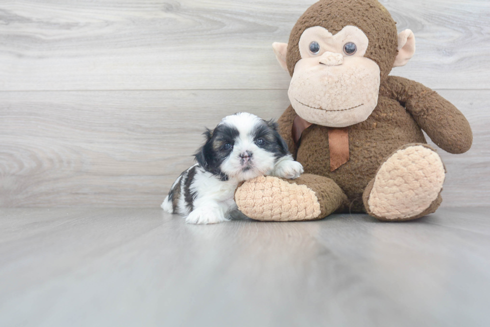 Small Shih Tzu Baby