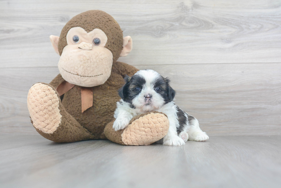 Shih Tzu Puppy for Adoption