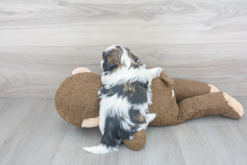 Shih Tzu Pup Being Cute