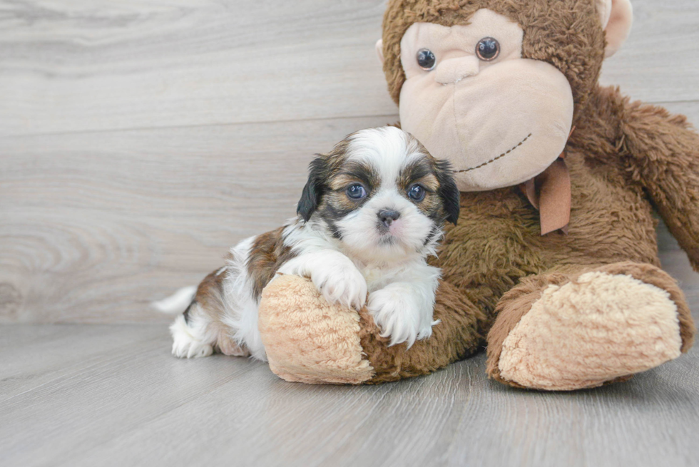 Playful Shih Tzu Baby