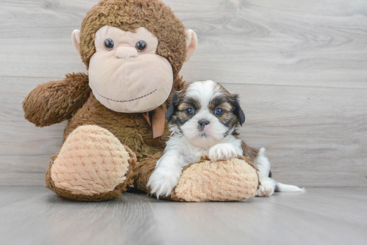 Popular Shih Tzu Baby