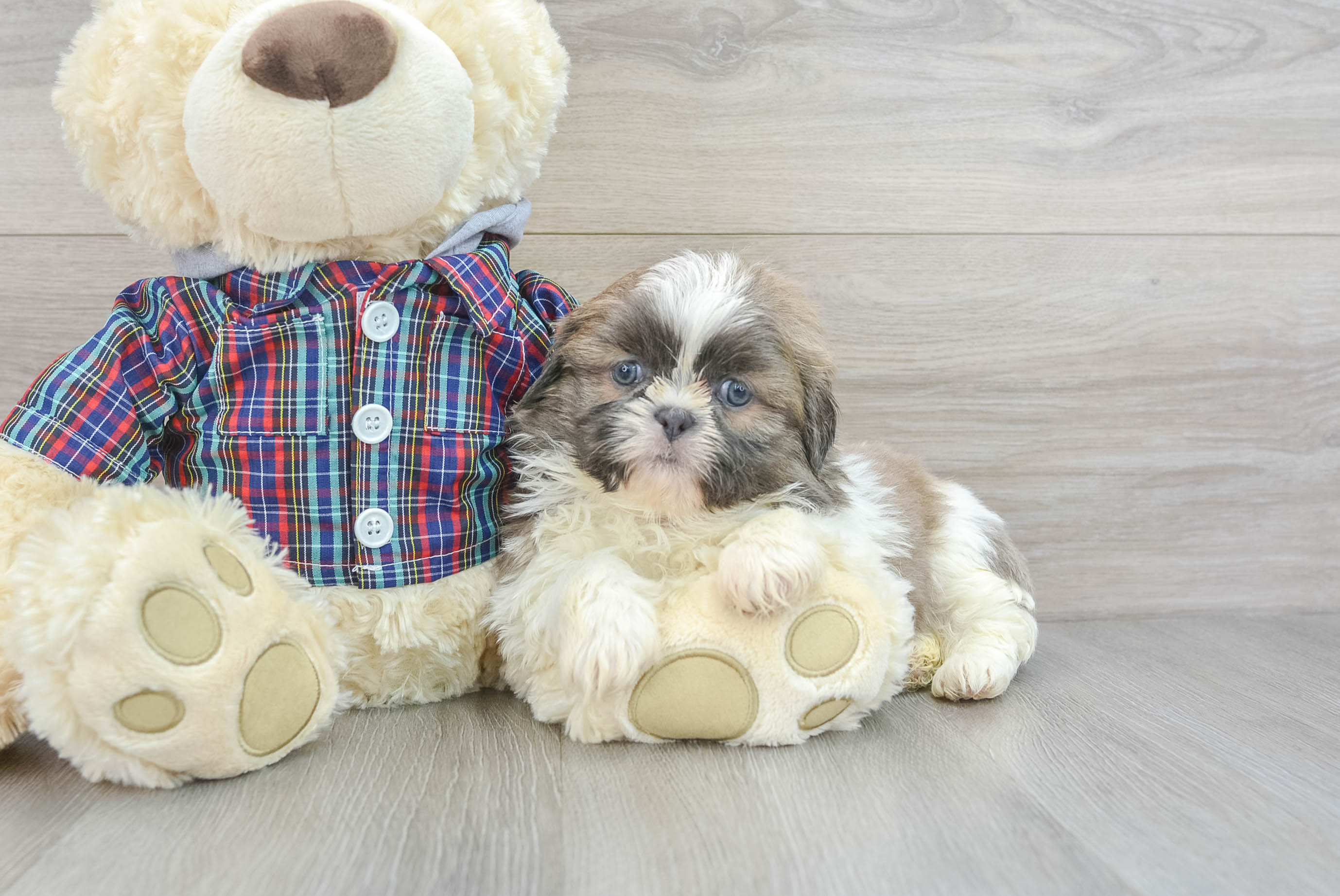 Playful Shih Tzu Nas: 4lb 12oz Purebred Puppy