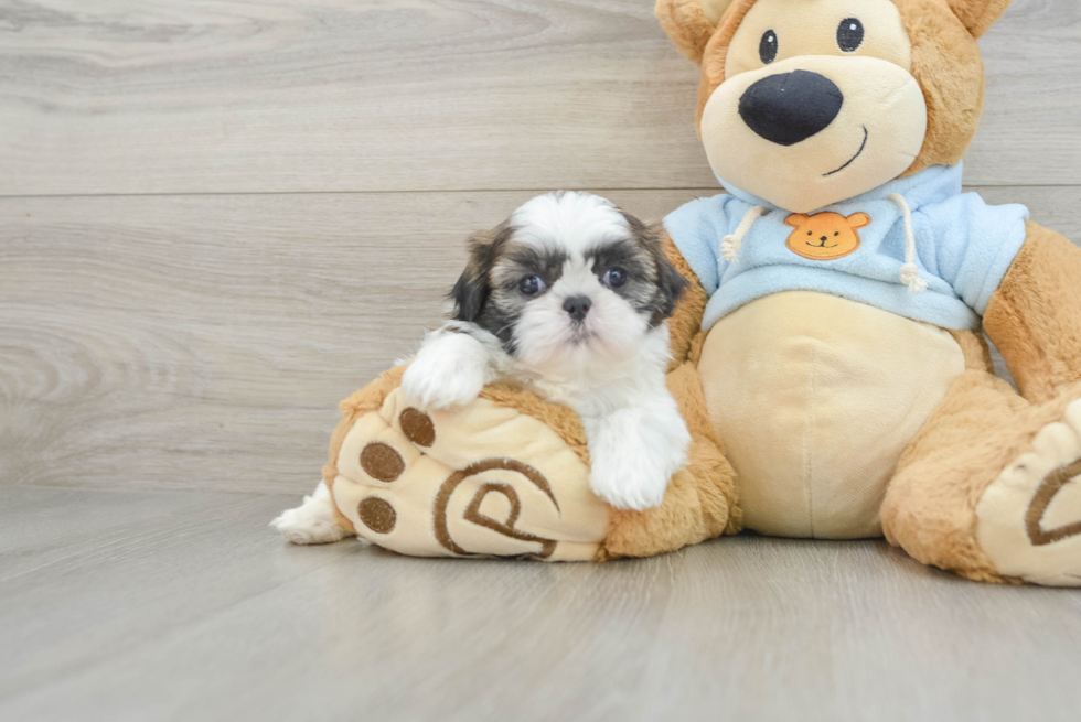 Shih Tzu Puppy for Adoption