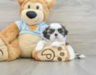 6 week old Shih Tzu Puppy For Sale - Premier Pups