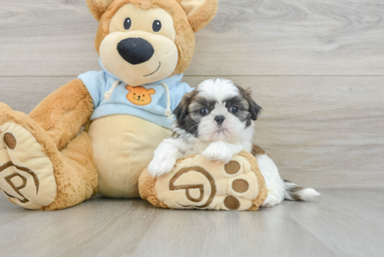 Shih Tzu Pup Being Cute