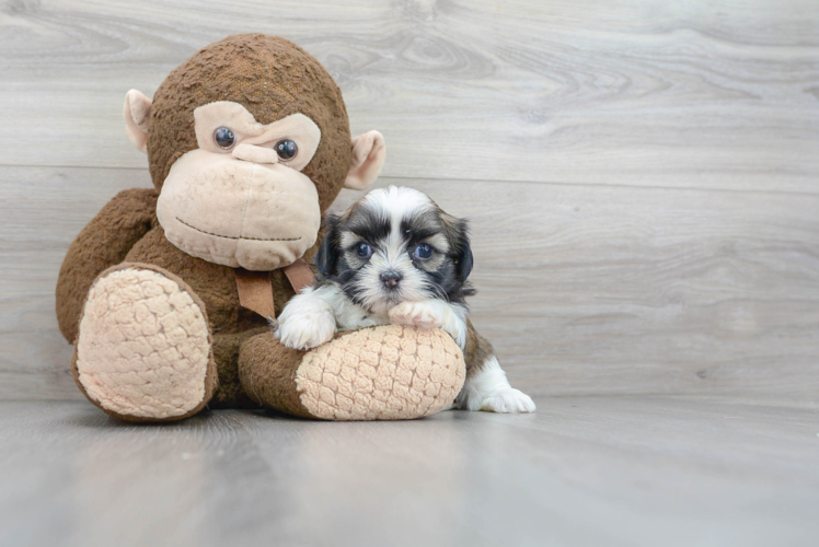 Shih Tzu Puppy for Adoption