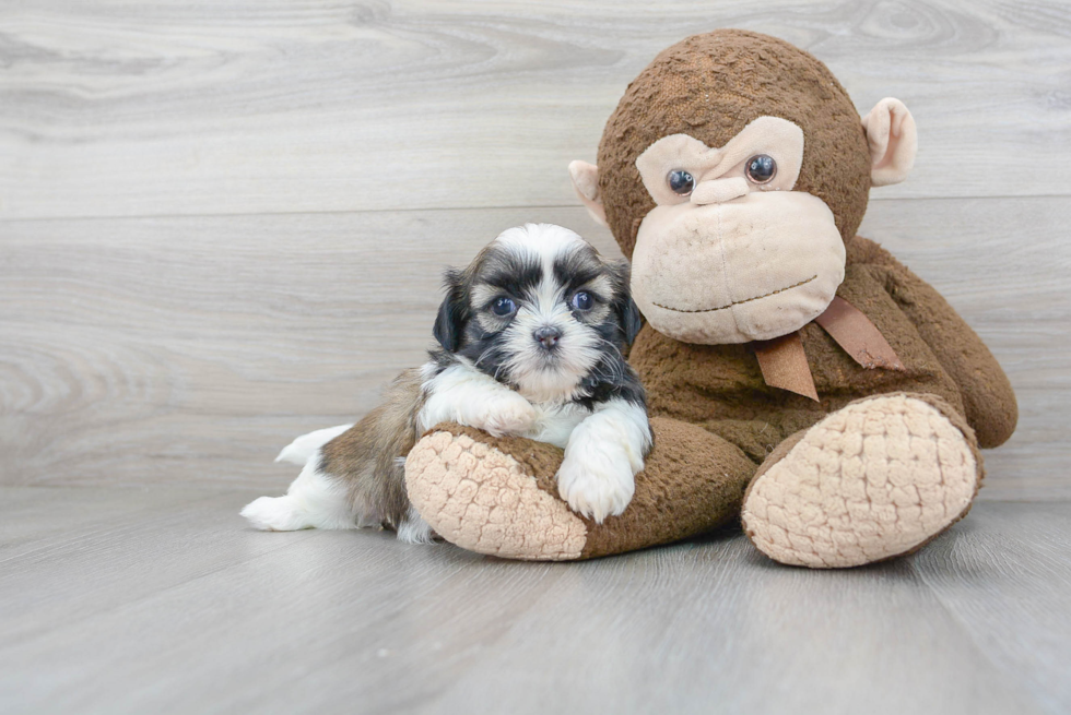 Shih Tzu Pup Being Cute