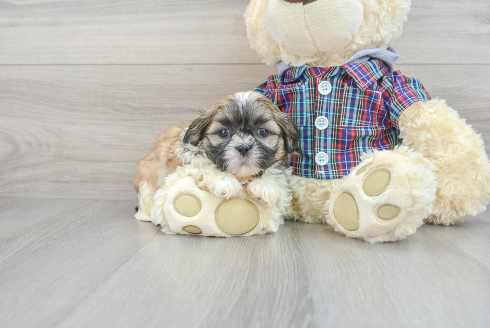 Petite Shitzu Purebred Puppy