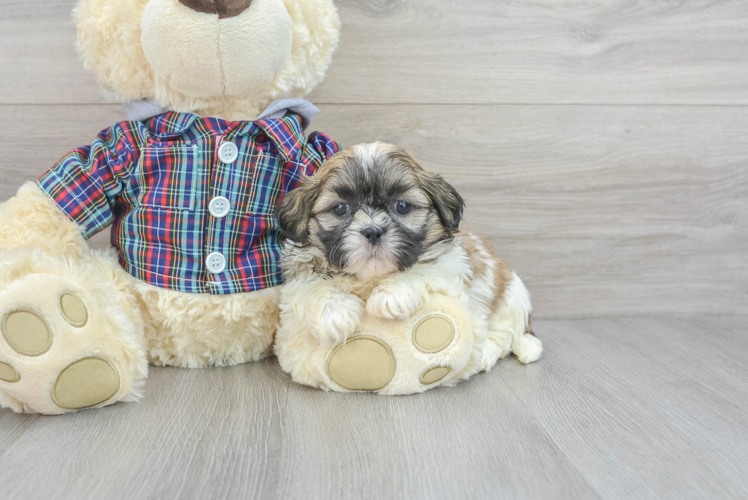 Best Shih Tzu Baby