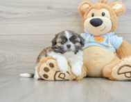 5 week old Shih Tzu Puppy For Sale - Premier Pups