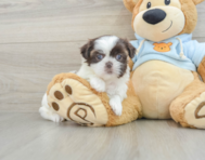 8 week old Shih Tzu Puppy For Sale - Premier Pups