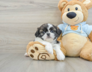 5 week old Shih Tzu Puppy For Sale - Premier Pups