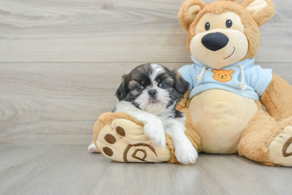 Shih Tzu Pup Being Cute