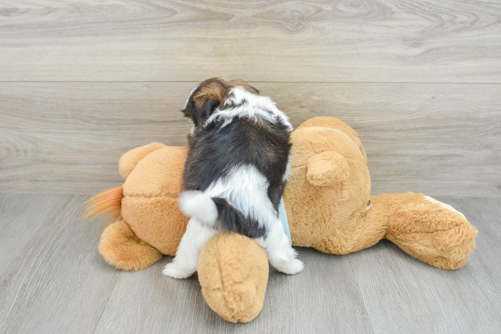 Small Shih Tzu Purebred Pup