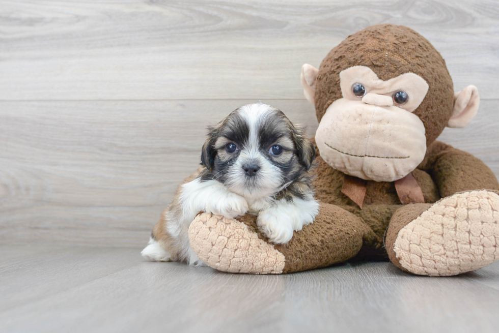 Popular Shih Tzu Purebred Pup