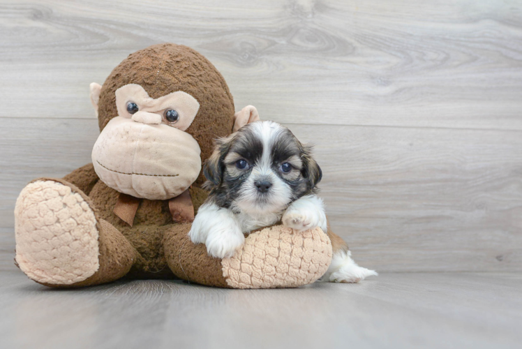Best Shih Tzu Baby