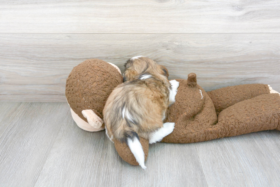 Shih Tzu Puppy for Adoption