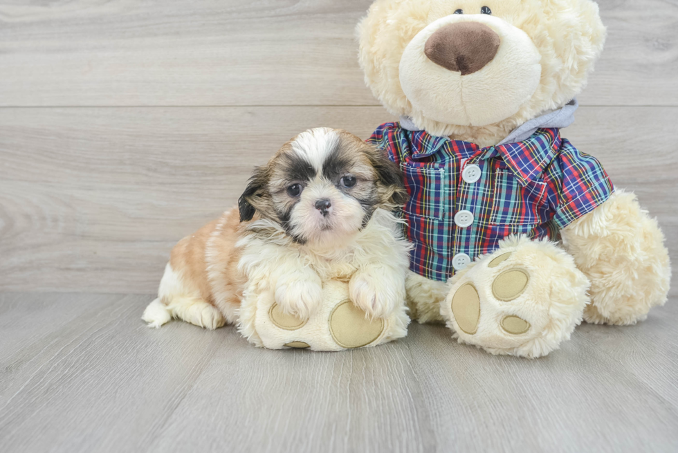 Sweet Shitzu Purebred Puppy