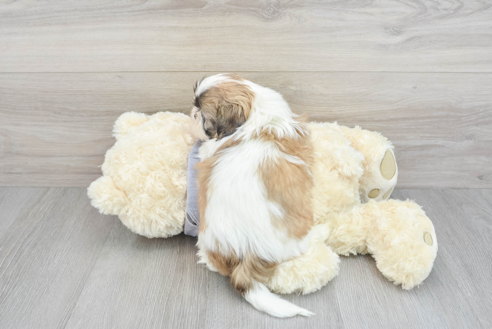 Hypoallergenic Shih Tzu Baby