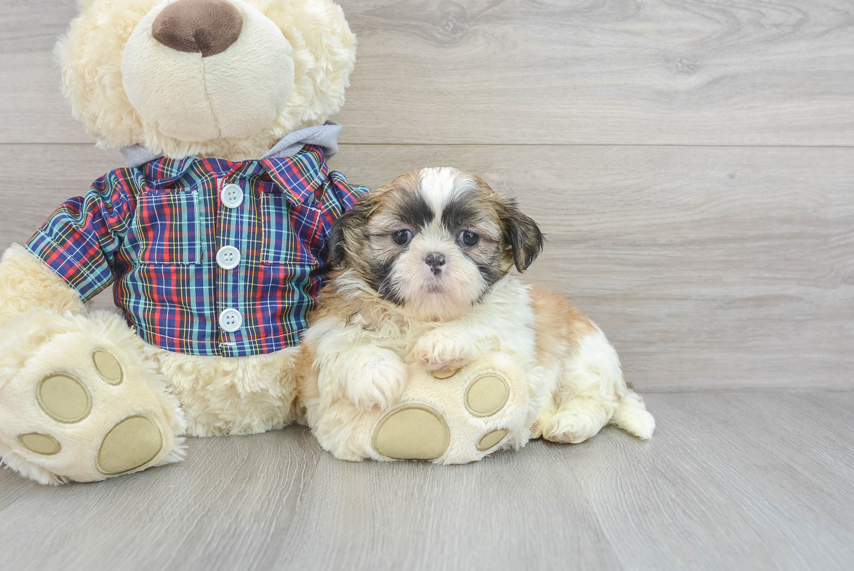 Friendly Shih Tzu Purebred Pup