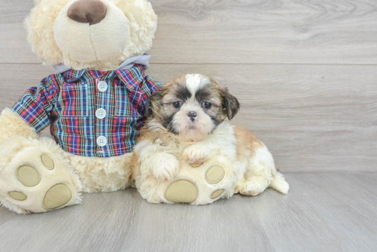 Friendly Shih Tzu Purebred Pup