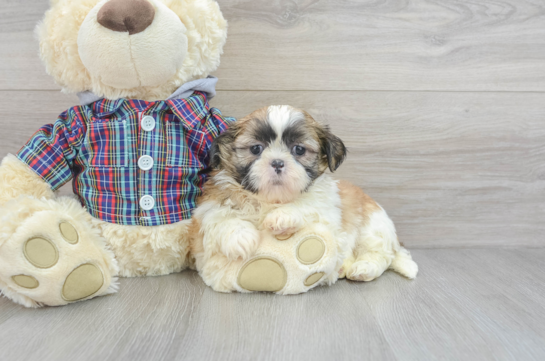 Friendly Shih Tzu Purebred Pup