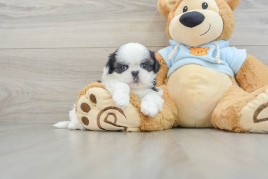 Shih Tzu Pup Being Cute