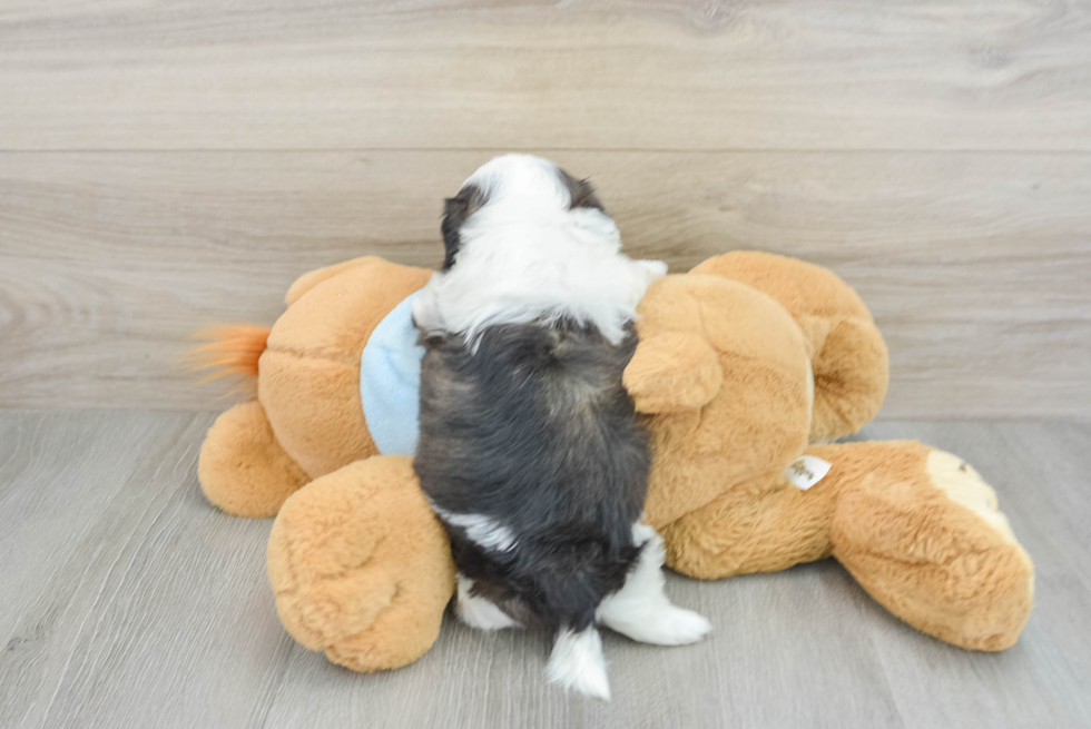 Shih Tzu Pup Being Cute