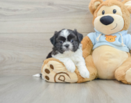 5 week old Shih Tzu Puppy For Sale - Premier Pups