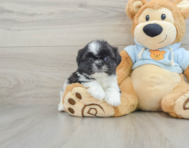 6 week old Shih Tzu Puppy For Sale - Premier Pups