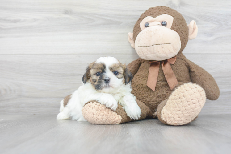 Shih Tzu Puppy for Adoption