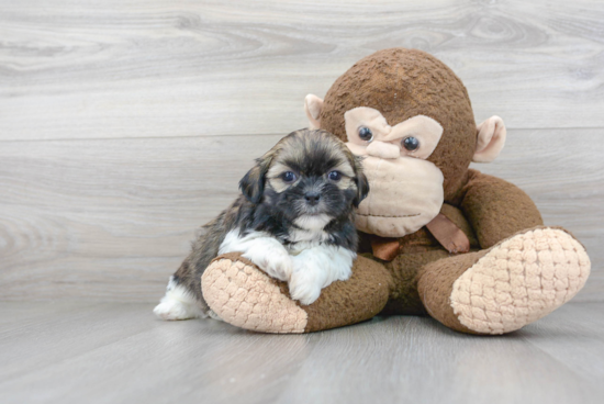 Shih Tzu Puppy for Adoption