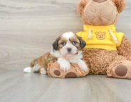 5 week old Shih Tzu Puppy For Sale - Premier Pups