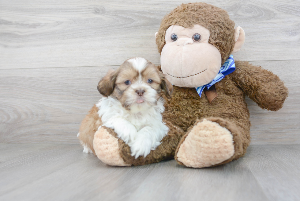 Fluffy Shitzu Purebred Puppy