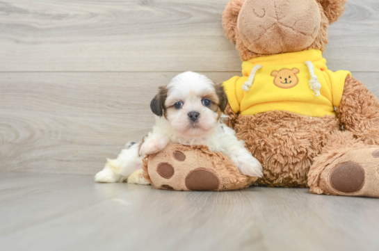 Petite Shitzu Purebred Puppy