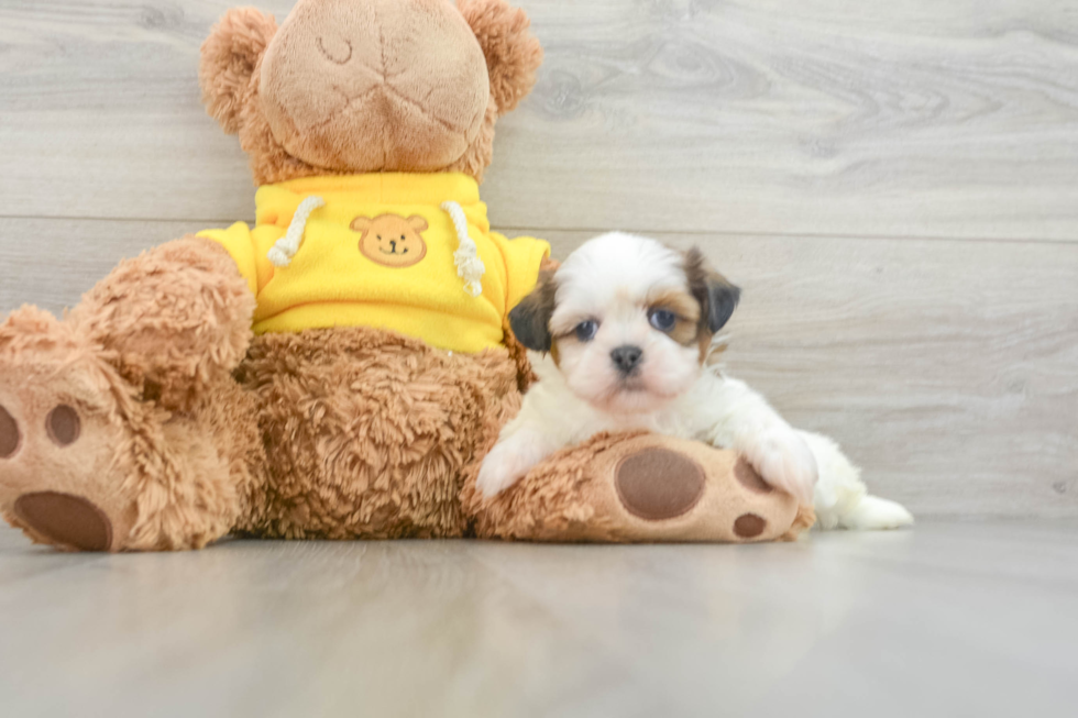 Best Shih Tzu Baby