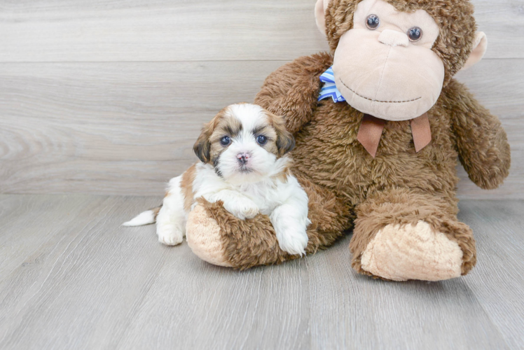 Funny Shih Tzu Purebred Pup