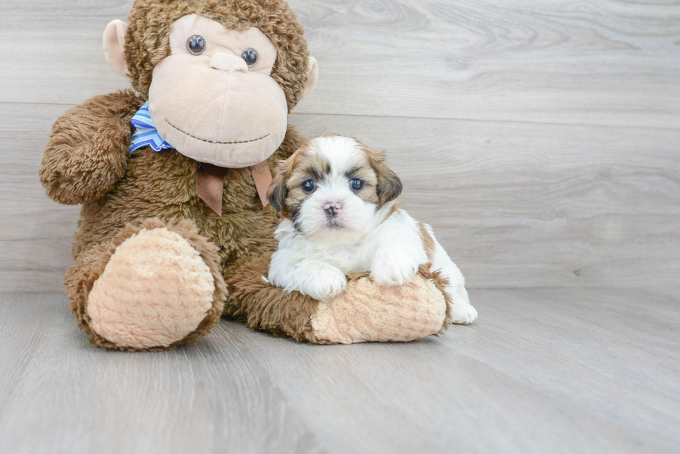 Shih Tzu Puppy for Adoption