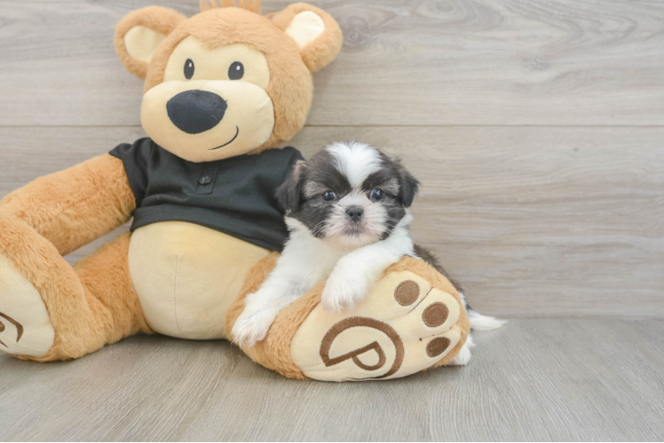 Shih Tzu Pup Being Cute