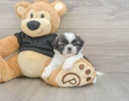 5 week old Shih Tzu Puppy For Sale - Premier Pups