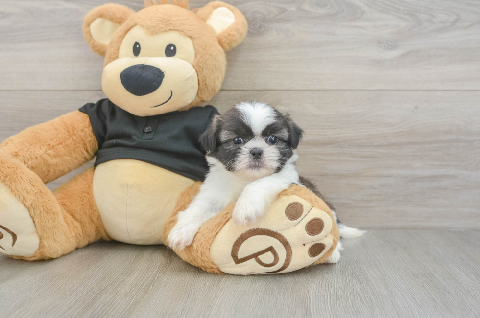 5 week old Shih Tzu Puppy For Sale - Premier Pups