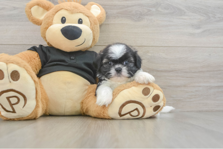 Shih Tzu Puppy for Adoption
