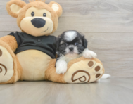 5 week old Shih Tzu Puppy For Sale - Premier Pups