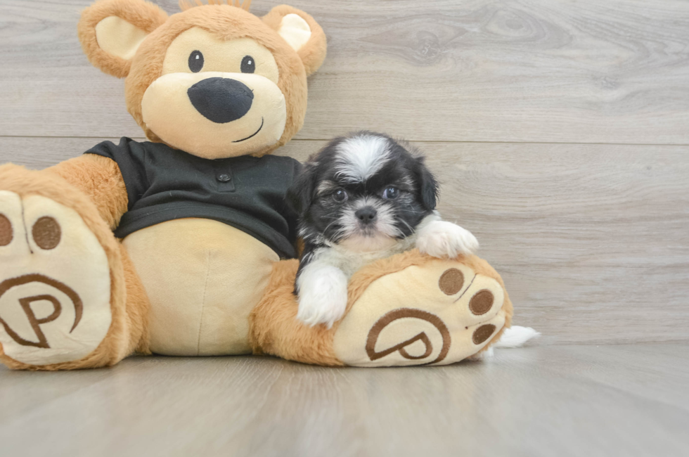 5 week old Shih Tzu Puppy For Sale - Premier Pups