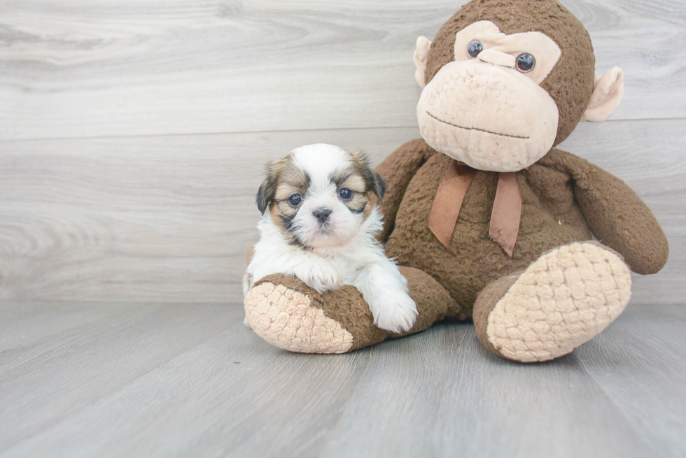 Best Shih Tzu Baby